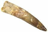 Fossil Spinosaurus Tooth - Real Dinosaur Tooth #267543-1